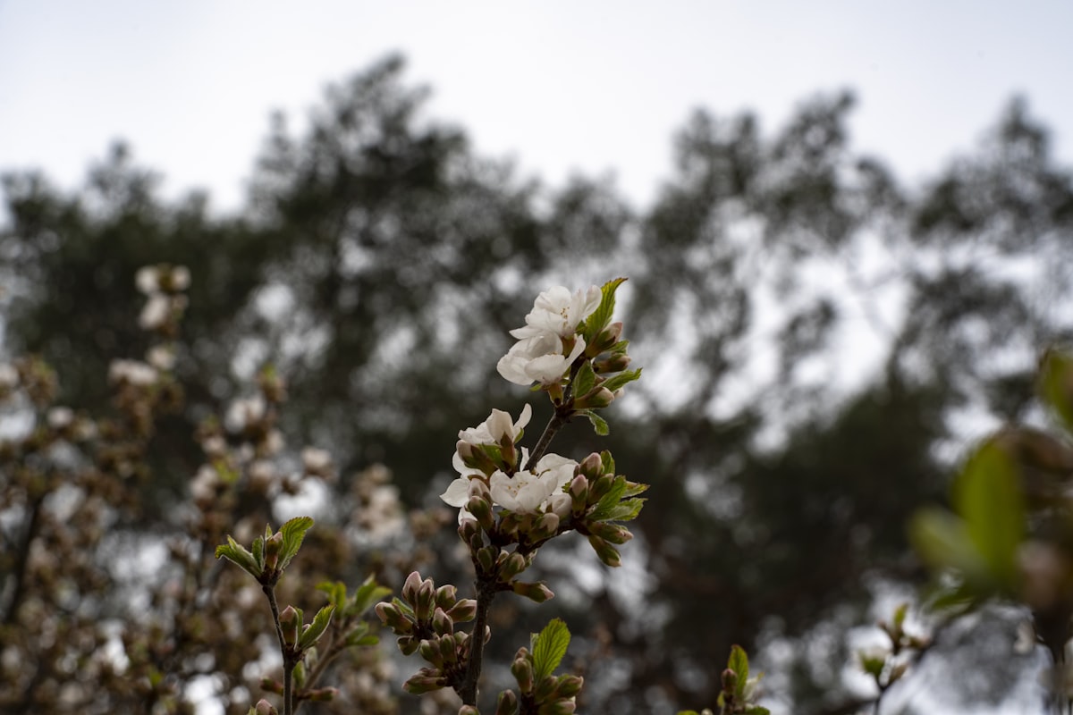 Cherry Blossom Season 2026: Panduan Lengkap Untuk Rakyat Malaysia